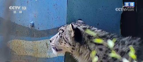 在线观看雪豹,热血抗战，铁血青春